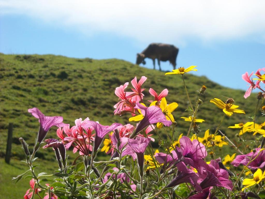 Pension Horfarter Fieberbrunn Exteriér fotografie